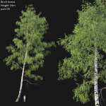 Birch forest collection