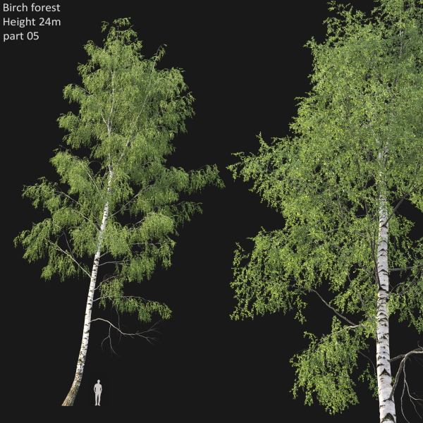 Birch forest collection