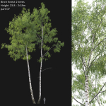 Birch forest collection