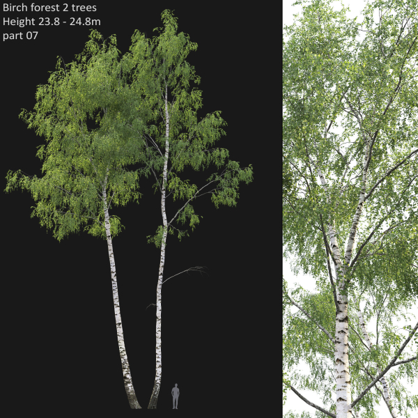 Birch forest collection