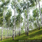 Birch forest collection