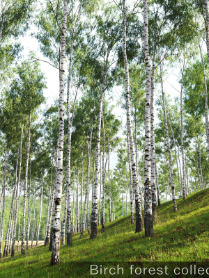 Birch forest collection