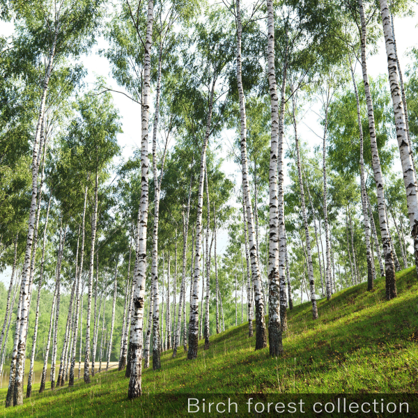 Birch forest collection