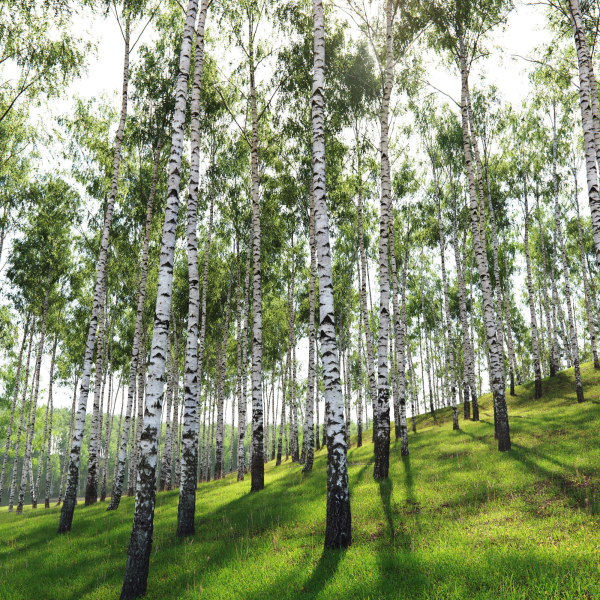 Birch forest collection