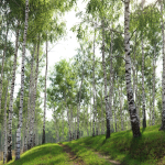 Birch forest collection