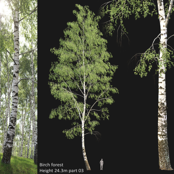 Birch forest collection
