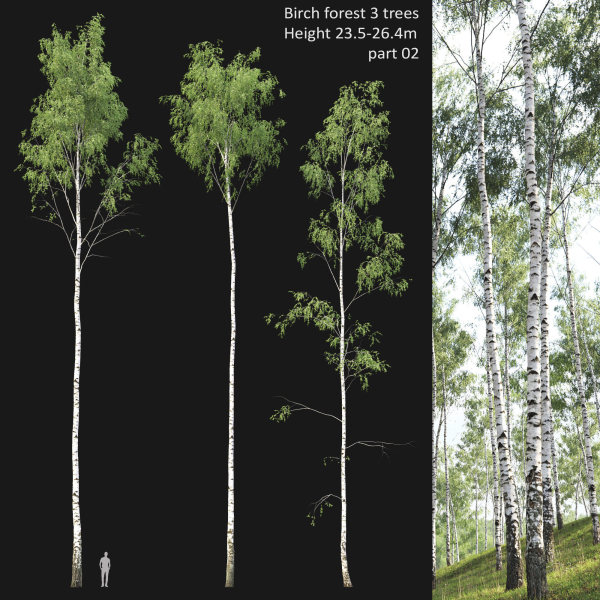 Birch forest collection