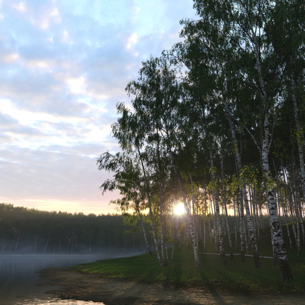 Birch forest collection