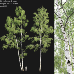 Birch forest collection