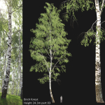 Birch forest part 03