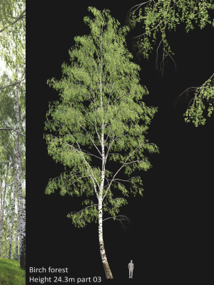 Birch forest part 03