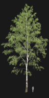Birch forest part 03