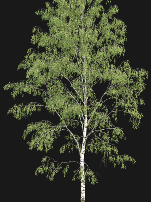 birch-forest-part-03-3d-model-8ee3fb82cd