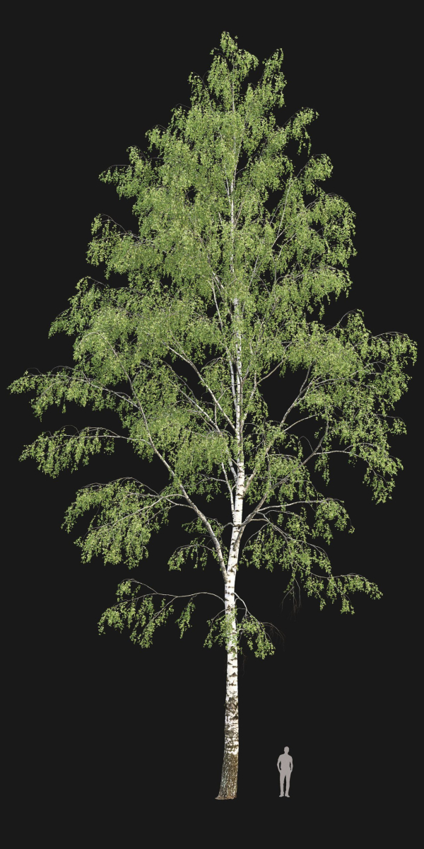 Birch forest part 03