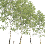 Birch forest part 03