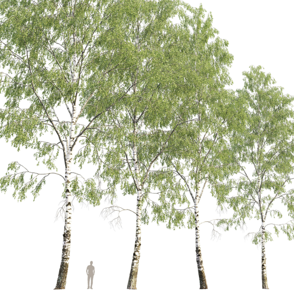 Birch forest part 03