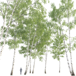 Birch forest part 09