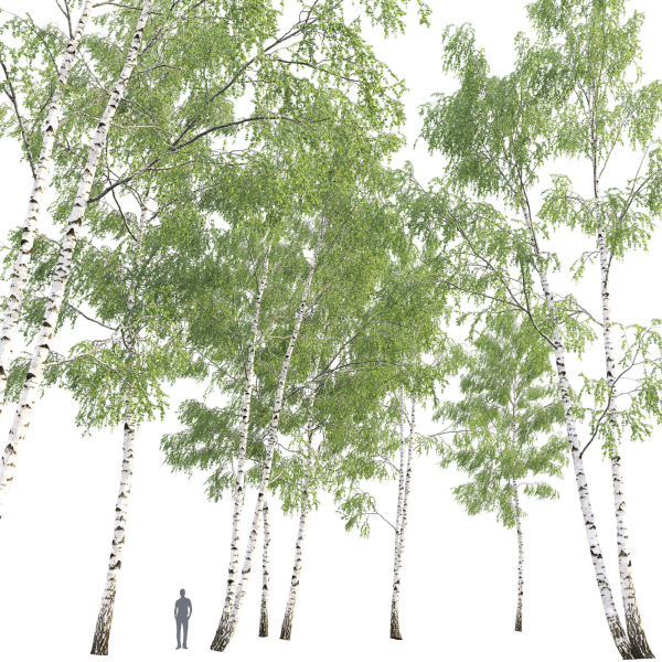Birch forest part 09