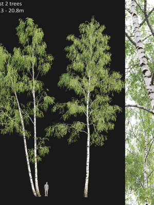 Birch forest part 09
