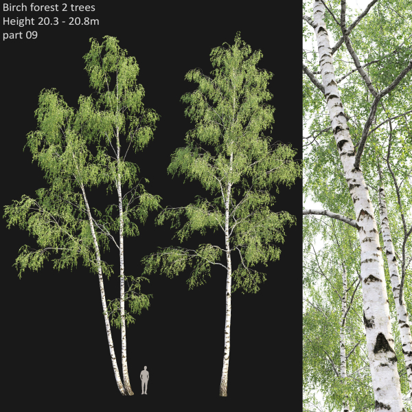 Birch forest part 09