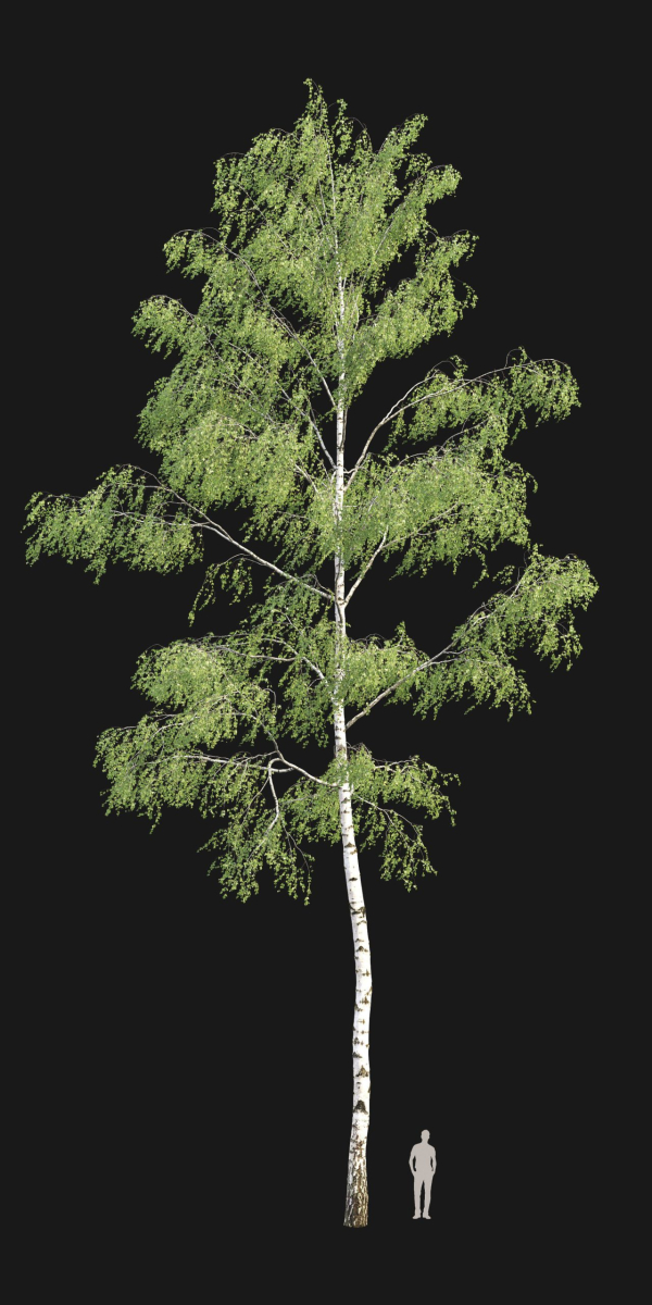 Birch forest part 09