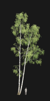 Birch forest part 09