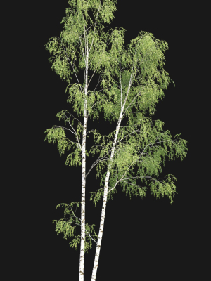 birch-forest-part-09-3d-model-691830e3fc