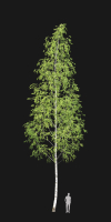 Birch forest part 11