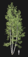 Birch forest part 11