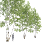Birch forest part 11