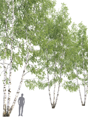 birch-forest-part-11-3d-model-5ef3887e10