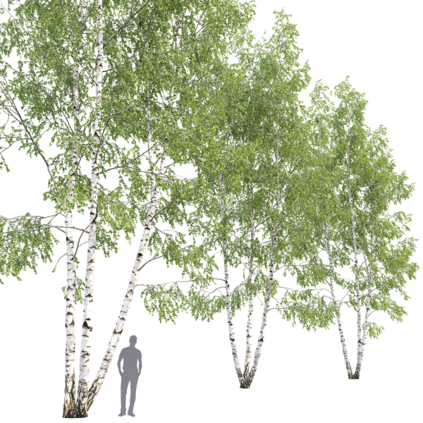 Birch forest part 11