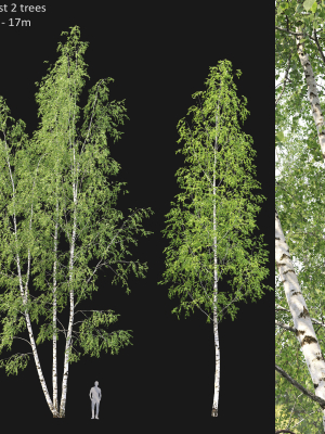 Birch forest part 11