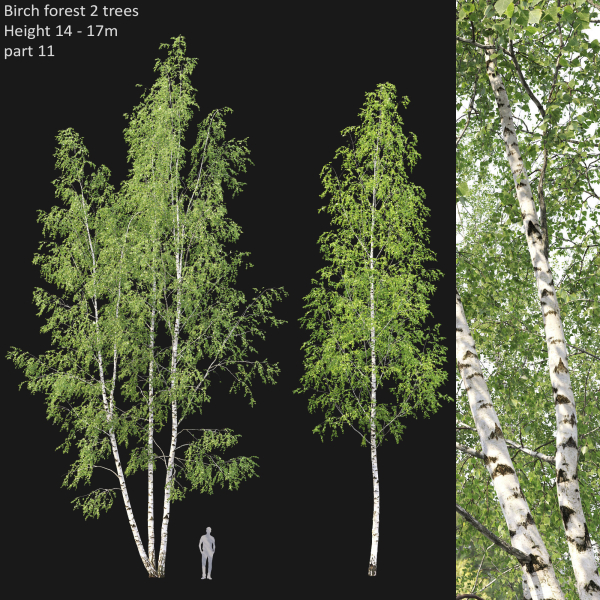 Birch forest part 11