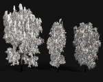 Birch