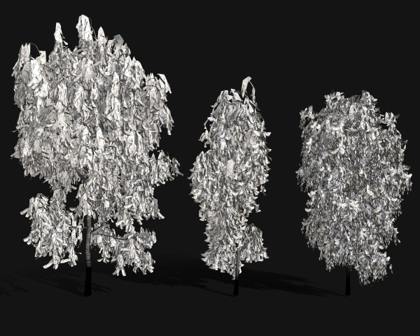 Birch