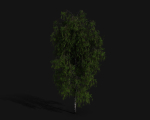 Birch