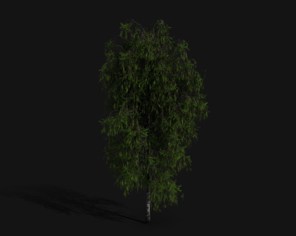 Birch
