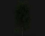Birch