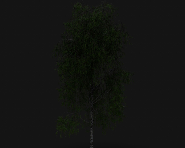 Birch