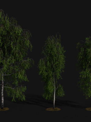 Birch