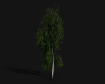 Birch