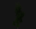 Birch