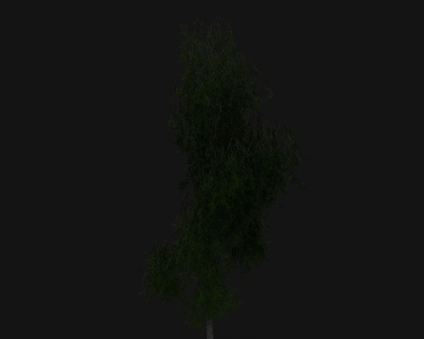 Birch