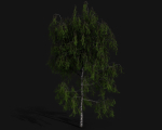 Birch