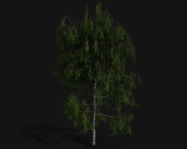 Birch