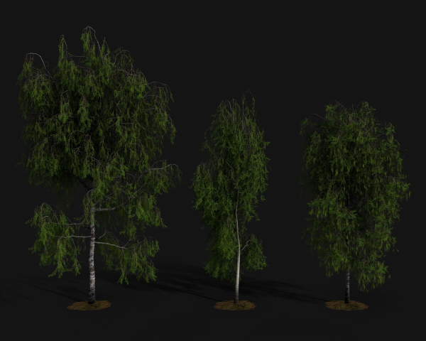 Birch