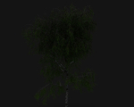 Birch
