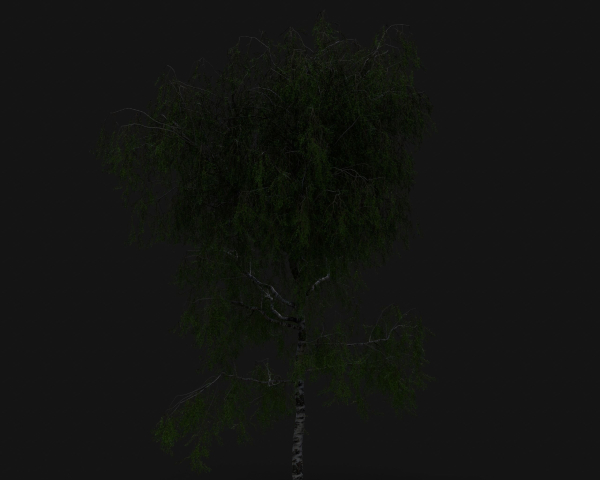 Birch
