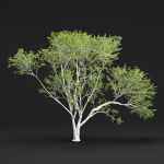Birch trees collection vol 44